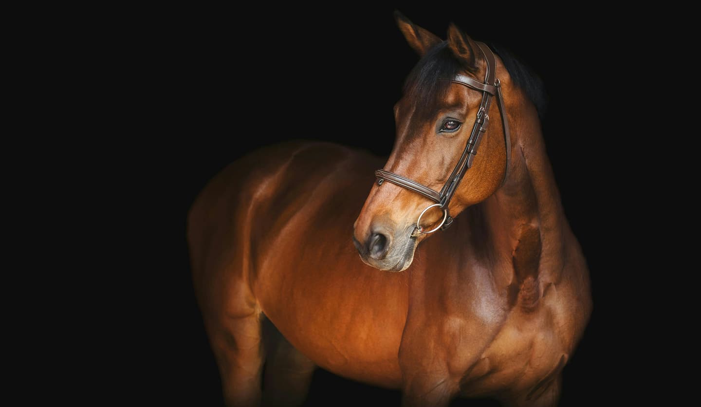 Cheval de sport sélectionné par Equilux