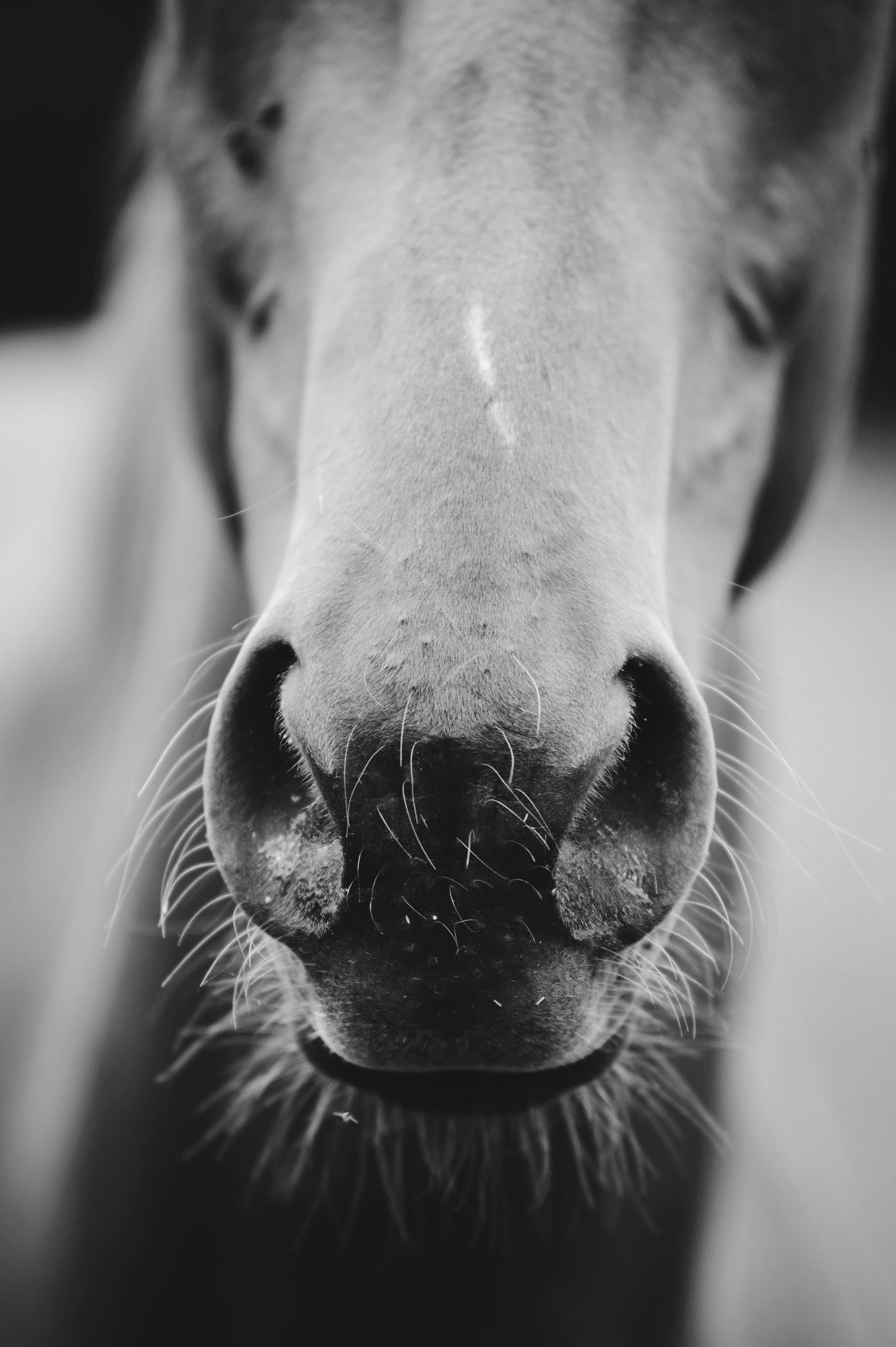 Cheval de sport sélectionné par Equilux