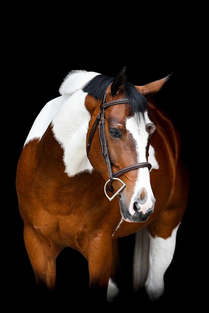 Kashmir, cheval de CCE